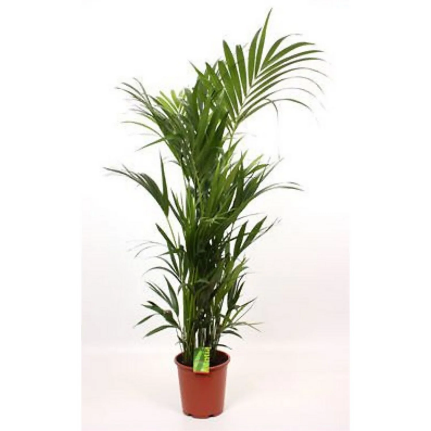 None Kentia 27cm House Plant 1 None Kentia 27cm House Plant