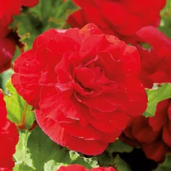 None Begonia - Red - Summer Bloom Bulbs -The Green Bulbs Sales 12807873 1945020399436433