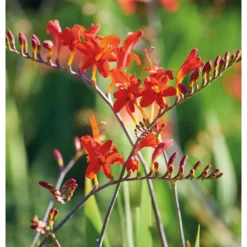 None Crocosomia Lucifer - Summer Bloom Bulbs -The Green Bulbs Sales 12807881 1795020399432965