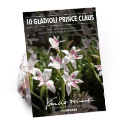 None Cornus Mix - 17cm - Summer Bloom Bulbs