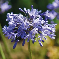 None Agapanthus Donau -The Green Bulbs Sales 12807995 4545020399623147