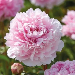 None Paeonia - Summer Bloom Bulbs -The Green Bulbs Sales 12808001 1085020399623795