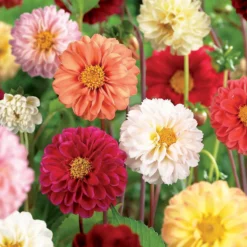 None Mixed Unwin Dahlia's - Summer Bloom Bulbs -The Green Bulbs Sales 12810511 1995020399133436