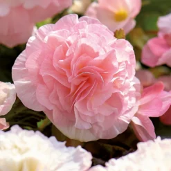 None Begonia - Wummi Apfelblute - Summer Bloom Bulbs -The Green Bulbs Sales 12821837 1825020399792938