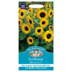 Mr. Fothergill's Sunflower Little Dorrit F1 Seeds