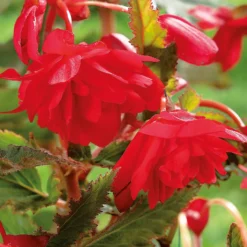 None Hanging Begonia Red -The Green Bulbs Sales 12882824 1905020400031396