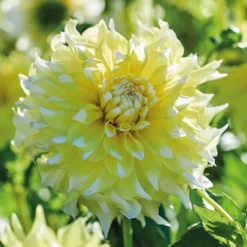None Decorative Dahlia Grand Prix Flower Bulbs -The Green Bulbs Sales 12882829 6275020400310942