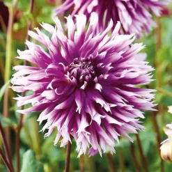 None Fimbriata Dahlia Table Dancer -The Green Bulbs Sales 12882831 1865020400303883