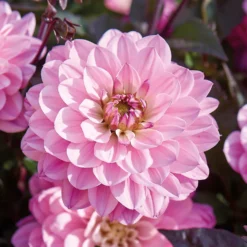 None Dark Foliage Dahlia Melody Harmony Flower Bulbs -The Green Bulbs Sales 12882832 1195020400481306