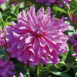 None Decorative Dahlia Bluetifull Flower Bulbs -The Green Bulbs Sales 12882833 1075020400456511