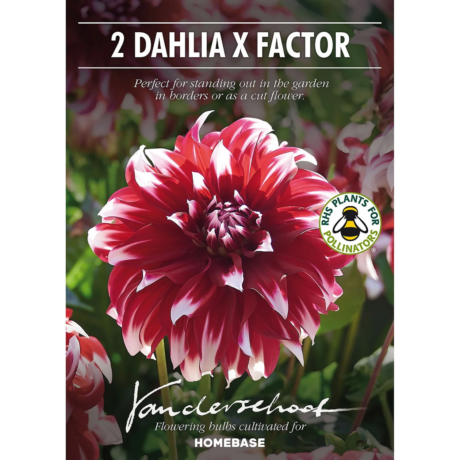 None Dinnerplate Dahlia Xfactor Flower Bulbs 2 None Dinnerplate Dahlia Xfactor Flower Bulbs - Image 2
