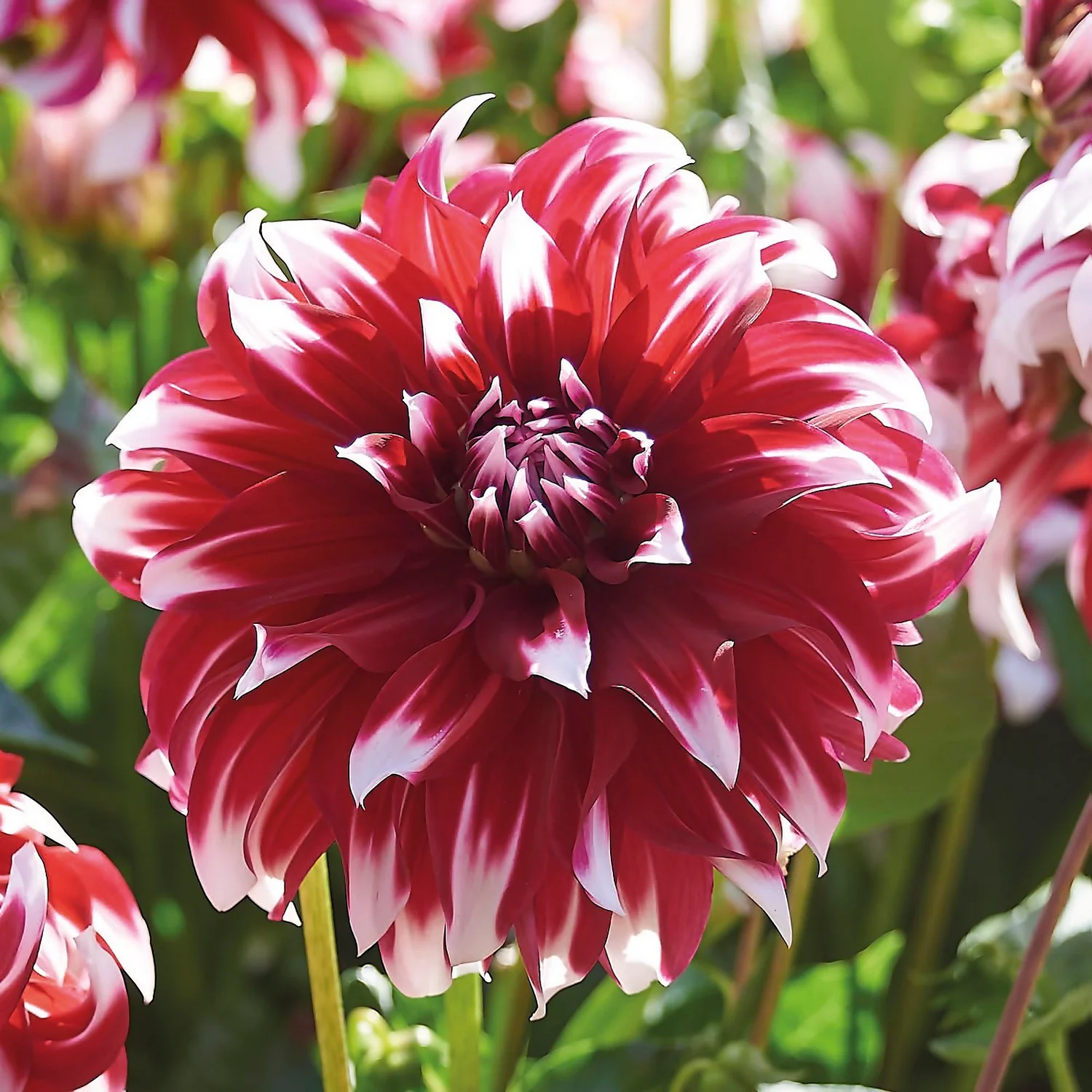 None Dinnerplate Dahlia Xfactor Flower Bulbs 3 None Dinnerplate Dahlia Xfactor Flower Bulbs - Image 3