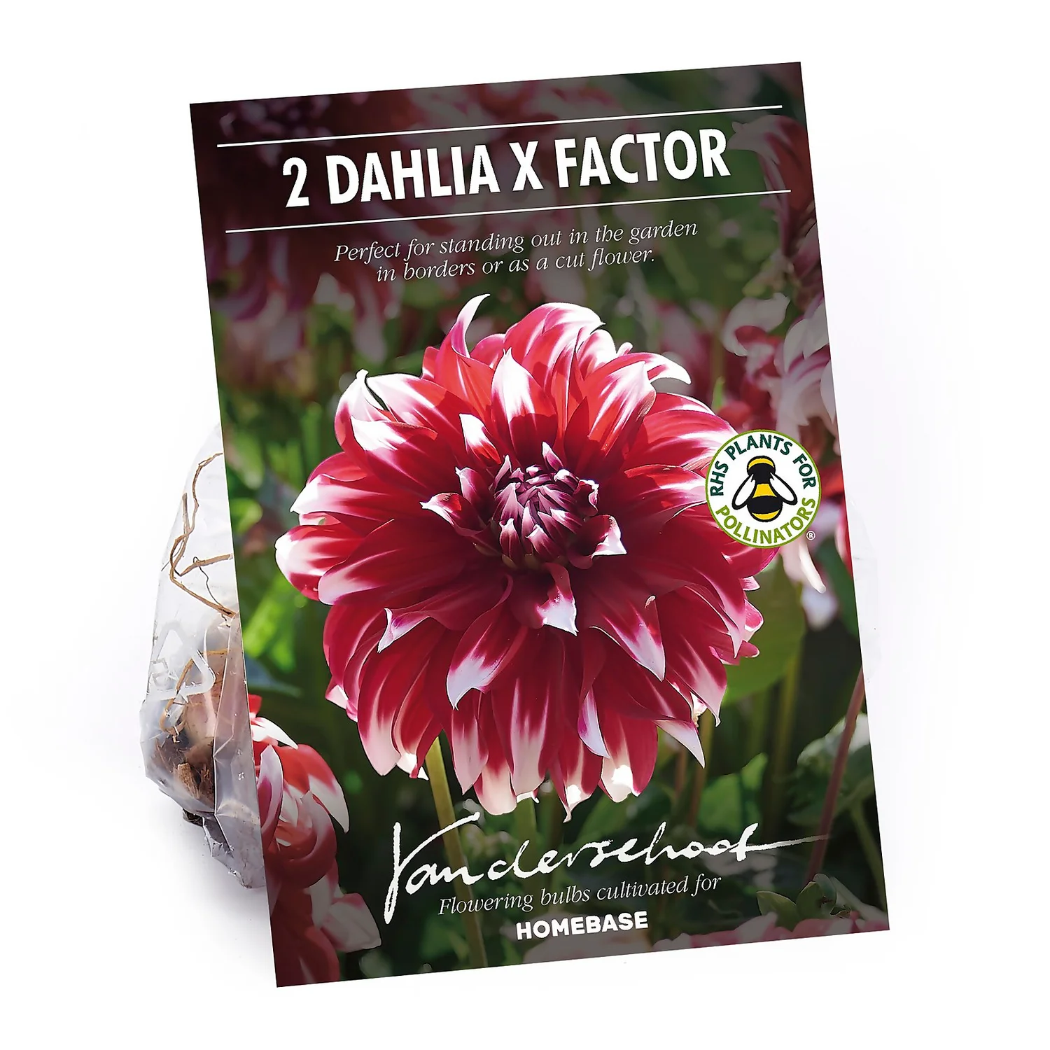None Dinnerplate Dahlia Xfactor Flower Bulbs 1 None Dinnerplate Dahlia Xfactor Flower Bulbs