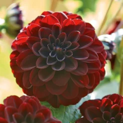 None Decorative Dahlia Arabian Night -The Green Bulbs Sales 12882838 3385020400477853