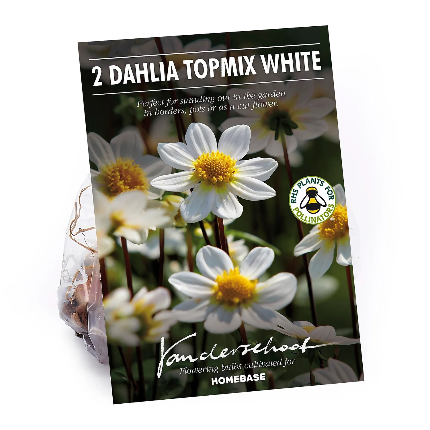 None Dahlia Single Topmix White Flower Bulbs 1 None Dahlia Single Topmix White Flower Bulbs