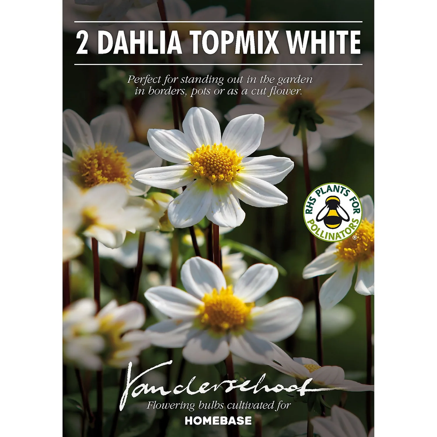 None Dahlia Single Topmix White Flower Bulbs 2 None Dahlia Single Topmix White Flower Bulbs - Image 2