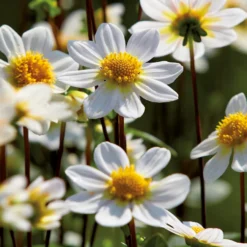 None Dahlia Single Topmix White Flower Bulbs 5 None Dahlia Single Topmix White Flower Bulbs -The Green Bulbs Sales 12882839 6305020400610243