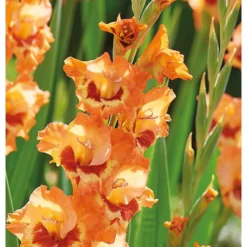 None Small Flowering Gladioli Alice -The Green Bulbs Sales 12882841 1975020400612418