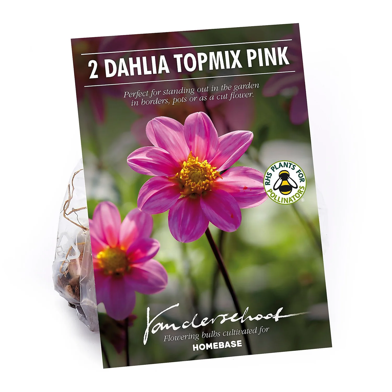 None Dahlia Single Topmix Pink 1 None Dahlia Single Topmix Pink