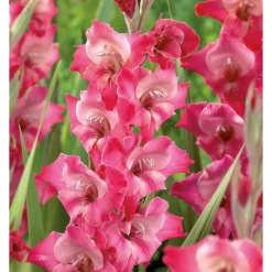 None Large Flowering Gladioli Fado Flower Bulbs -The Green Bulbs Sales 12882845 1415020402654074