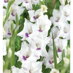 None Large Flowering Gladioli Home Coming -The Green Bulbs Sales 12882847 1765020584779856