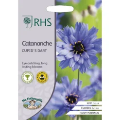 RHS Catananche Cupid's Dart