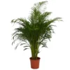 Areca Palm (Butterfly Palm) Houseplant - 27cm