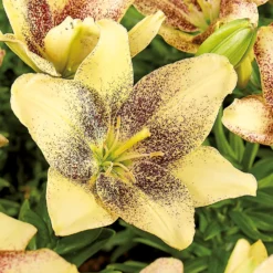 Asiatic Lily Easy Spot -The Green Bulbs Sales 12889022 1035020401953811