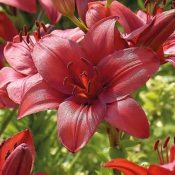 Lily Red Highland -The Green Bulbs Sales 12889024 2525020401999087