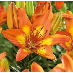 None Pot Lily Happy Memories Flower Bulbs -The Green Bulbs Sales 12889025 1275020584792987