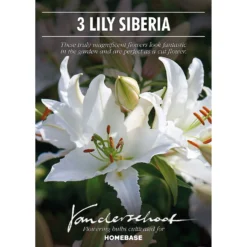 Oriental Lily Siberia -The Green Bulbs Sales 12889026 1795020584750843