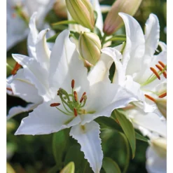 Oriental Lily Siberia -The Green Bulbs Sales 12889026 2125020584795186