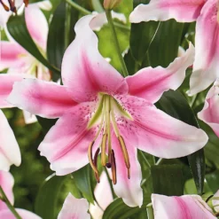 Tree Lily Anastasia -The Green Bulbs Sales 12889028 2295020402544706