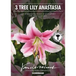 Tree Lily Anastasia -The Green Bulbs Sales 12889028 4105020402515108