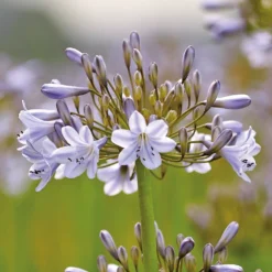 Agapanthus Silver Arrow -The Green Bulbs Sales 12889202 1585020401783252