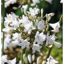 None Agapanthus Polar Ice Bulb 5 None Agapanthus Polar Ice Bulb -The Green Bulbs Sales 12889203 1005020401801603