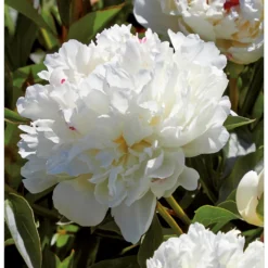 Peony Lactiflora Shirley Temple -The Green Bulbs Sales 12889204 1195020401800640