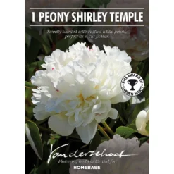 Peony Lactiflora Shirley Temple -The Green Bulbs Sales 12889204 1335020401754977