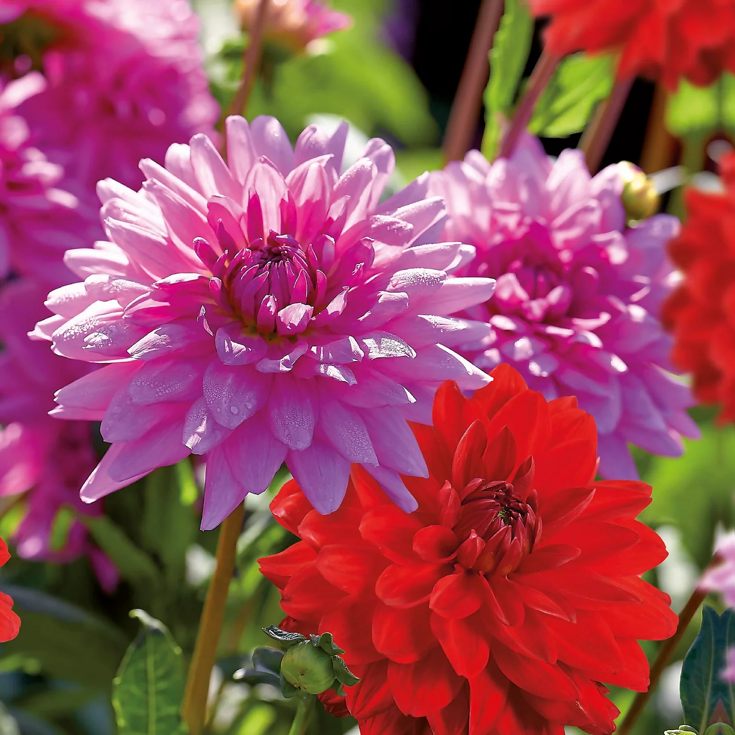 None Dahlias Garden Wonder Rosella 3 None Dahlias Garden Wonder Rosella - Image 3