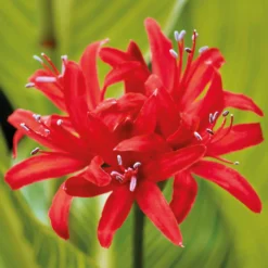 Nerine Sarniensis Red 5 Nerine Sarniensis Red -The Green Bulbs Sales 12889206 1085020401788394