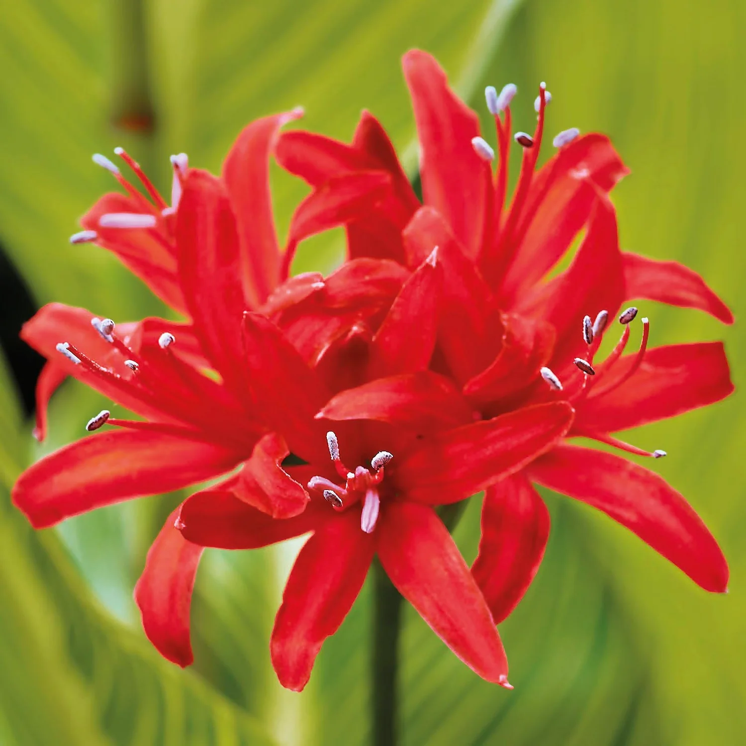 Nerine Sarniensis Red 3 Nerine Sarniensis Red - Image 3