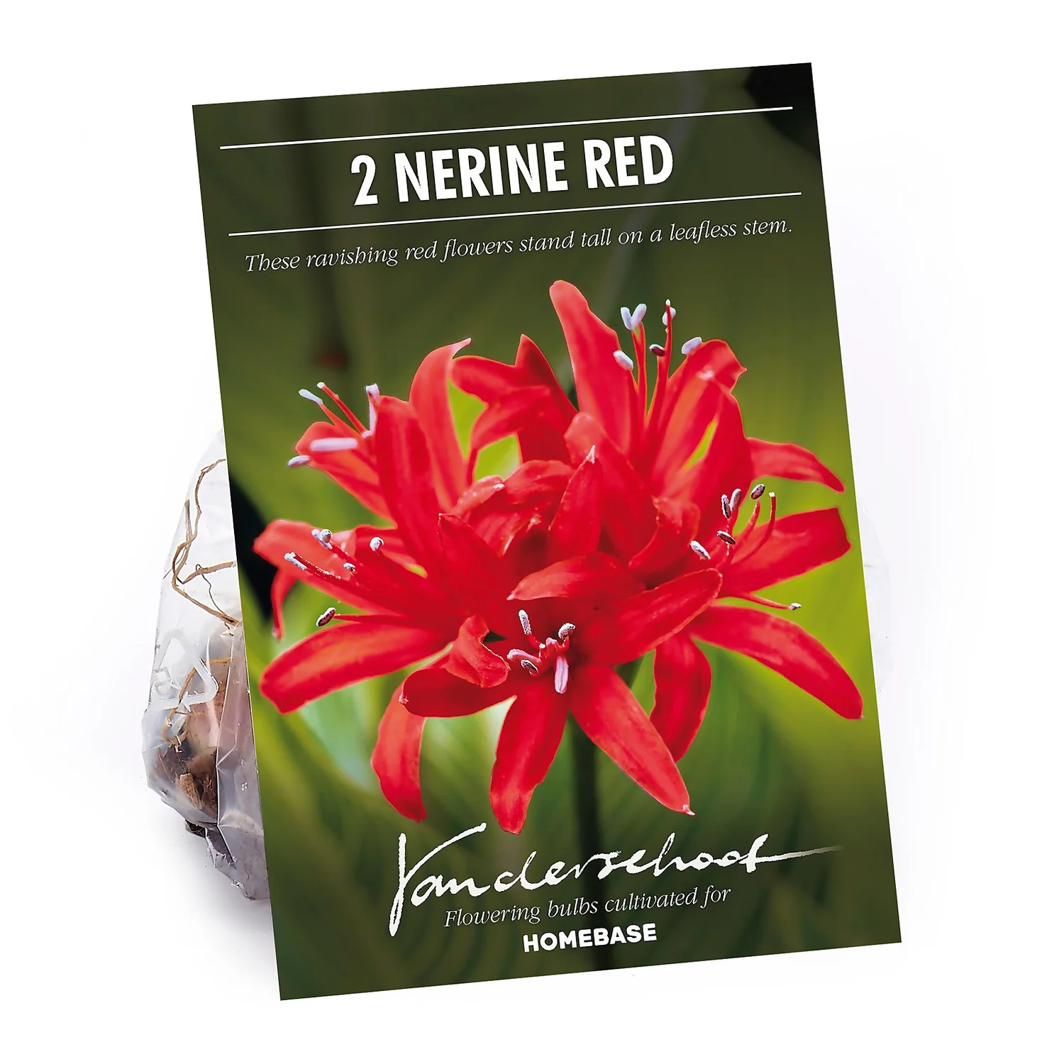 Nerine Sarniensis Red 1 Nerine Sarniensis Red