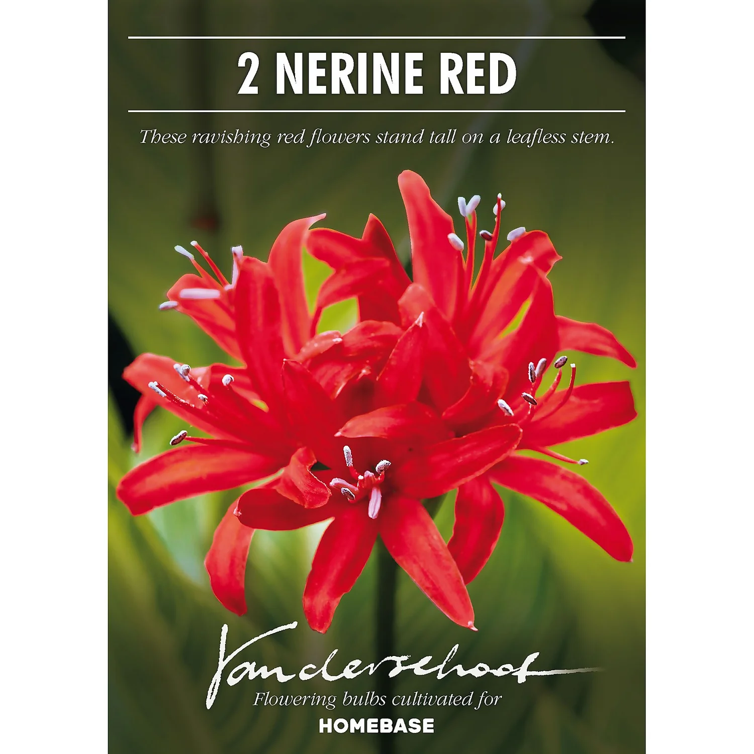 Nerine Sarniensis Red 2 Nerine Sarniensis Red - Image 2