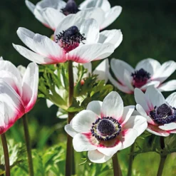 Anemone Bicolor -The Green Bulbs Sales 12889208 1175020401982695
