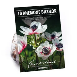 Anemone Bicolor
