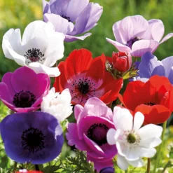 None Anemones Coronaria De Caen -The Green Bulbs Sales 12889212 1215022410636391