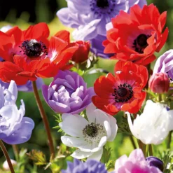 None Anemones Coronaria Brigid 5 None Anemones Coronaria Brigid -The Green Bulbs Sales 12889217 5725022410654466