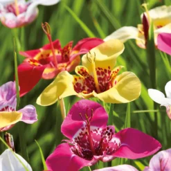 None Tigridias Pavonia Mixed -The Green Bulbs Sales 12889221 1625022410872926