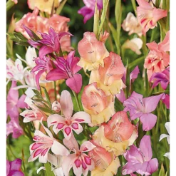 None Gladioli Nanus Mixed -The Green Bulbs Sales 12889222 1625022410684526