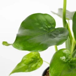 Alocasia - 17cm -The Green Bulbs Sales 12940424 1095054817344619